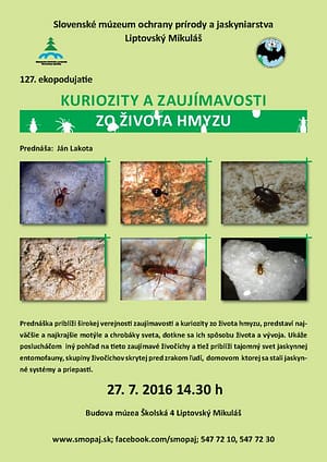 Read more about the article Kuriozity a zaujímavosti zo sveta hmyzu